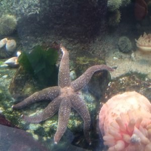 spearmint / slowbird